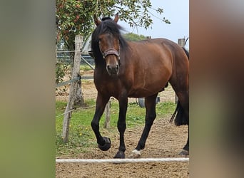 PRE Croisé, Étalon, 6 Ans, 163 cm, Bai brun