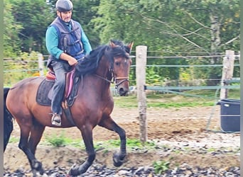 PRE Croisé, Étalon, 6 Ans, 163 cm, Bai brun