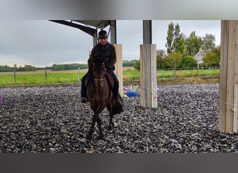 PRE Croisé, Étalon, 6 Ans, 163 cm, Bai brun