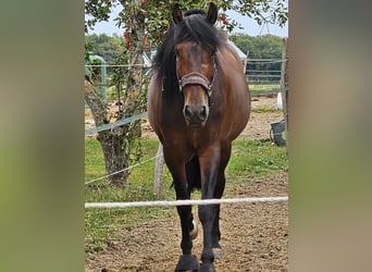 PRE Croisé, Étalon, 6 Ans, 163 cm, Bai brun