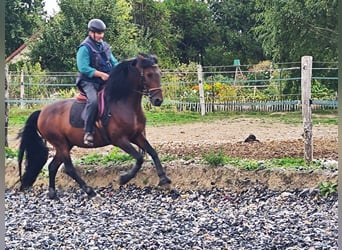 PRE Croisé, Étalon, 6 Ans, 163 cm, Bai brun