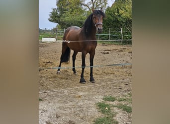 PRE Croisé, Étalon, 6 Ans, 163 cm, Bai brun