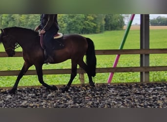 PRE Croisé, Étalon, 6 Ans, 163 cm, Bai brun