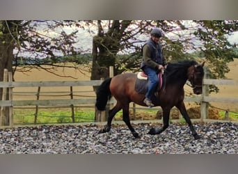 PRE Croisé, Étalon, 6 Ans, 163 cm, Bai brun