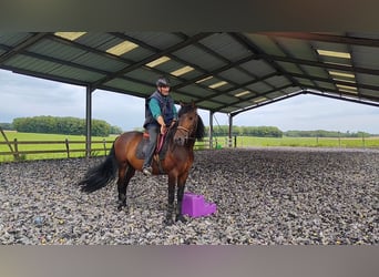 PRE Croisé, Étalon, 6 Ans, 163 cm, Bai brun