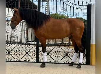 PRE Croisé, Étalon, 6 Ans, 163 cm, Bai brun
