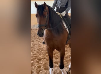 PRE Croisé, Étalon, 6 Ans, 163 cm, Bai brun