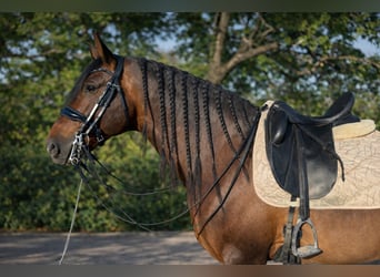 PRE Croisé, Étalon, 6 Ans, 163 cm, Bai brun