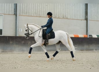 PRE Croisé, Étalon, 6 Ans, 163 cm, Blanc