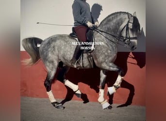 PRE Croisé, Étalon, 6 Ans, 163 cm, Gris pommelé