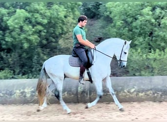 PRE, Étalon, 6 Ans, 163 cm, Gris
