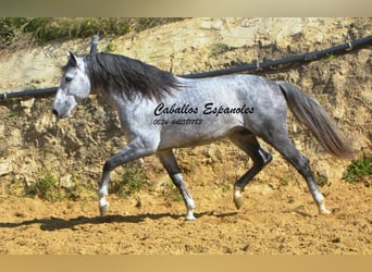 PRE Croisé, Étalon, 6 Ans, 164 cm, Gris