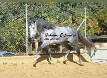 PRE Croisé, Étalon, 6 Ans, 164 cm, Gris