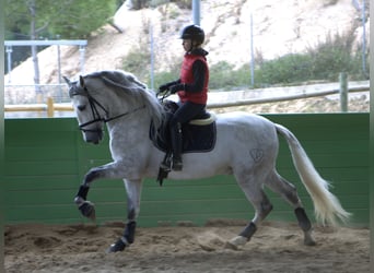 PRE, Étalon, 6 Ans, 164 cm, Gris pommelé