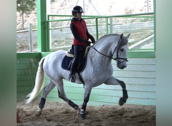 PRE, Étalon, 6 Ans, 164 cm, Gris pommelé