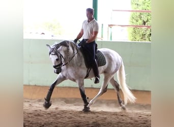 PRE, Étalon, 6 Ans, 164 cm, Gris pommelé