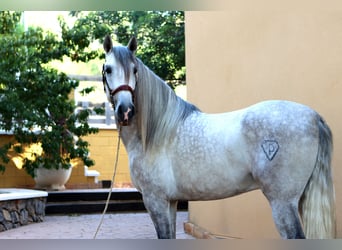 PRE, Étalon, 6 Ans, 164 cm, Gris pommelé