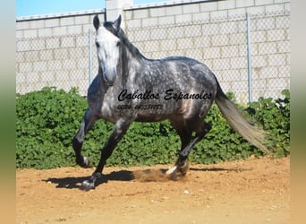 PRE, Étalon, 6 Ans, 164 cm, Gris pommelé