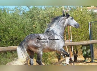 PRE, Étalon, 6 Ans, 164 cm, Gris pommelé
