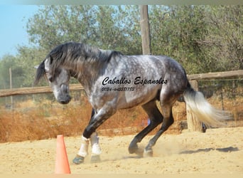 PRE, Étalon, 6 Ans, 164 cm, Gris pommelé