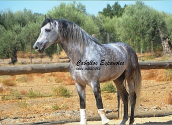PRE, Étalon, 6 Ans, 164 cm, Gris pommelé