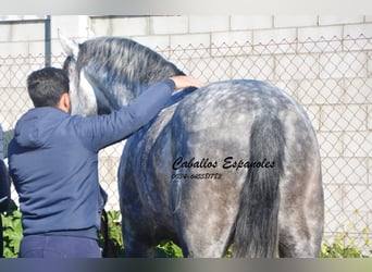 PRE, Étalon, 6 Ans, 164 cm, Gris pommelé