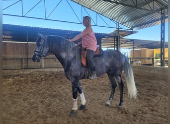 PRE, Étalon, 6 Ans, 164 cm, Gris pommelé