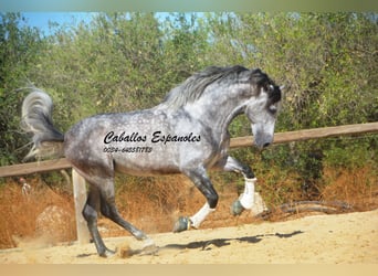 PRE, Étalon, 6 Ans, 164 cm, Gris pommelé