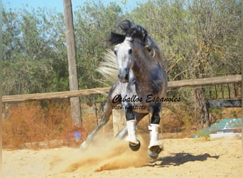 PRE, Étalon, 6 Ans, 164 cm, Gris pommelé