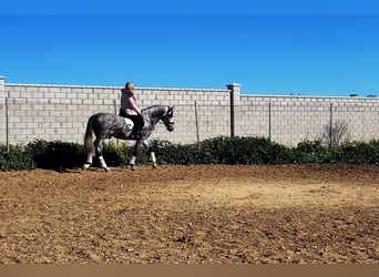 PRE, Étalon, 6 Ans, 164 cm, Gris pommelé