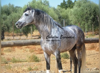 PRE, Étalon, 6 Ans, 164 cm, Gris pommelé