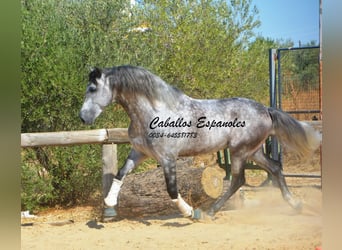 PRE, Étalon, 6 Ans, 164 cm, Gris pommelé