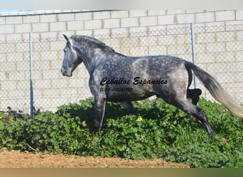 PRE, Étalon, 6 Ans, 164 cm, Gris pommelé