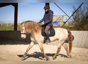 PRE, Étalon, 6 Ans, 164 cm, Isabelle