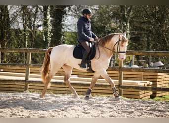 PRE, Étalon, 6 Ans, 164 cm, Isabelle