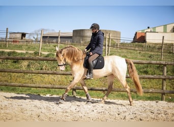 PRE, Étalon, 6 Ans, 164 cm, Isabelle