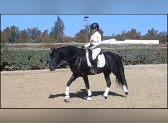 PRE Croisé, Étalon, 6 Ans, 164 cm, Noir