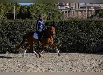 PRE, Étalon, 6 Ans, 165 cm, Alezan