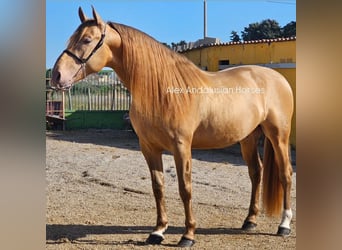 PRE Croisé, Étalon, 6 Ans, 165 cm, Champagne