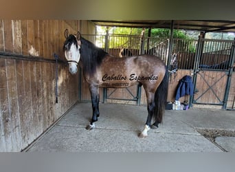 PRE Croisé, Étalon, 6 Ans, 165 cm, Gris (bai-dun)