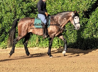 PRE Croisé, Étalon, 6 Ans, 165 cm, Gris (bai-dun)