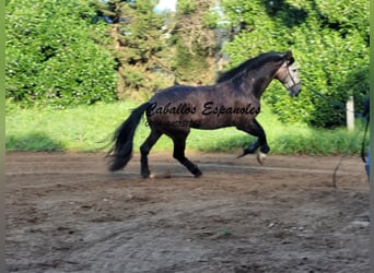 PRE, Étalon, 6 Ans, 165 cm, Gris (bai-dun)