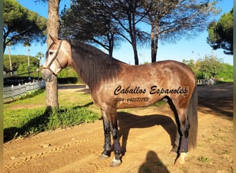 PRE, Étalon, 6 Ans, 165 cm, Gris (bai-dun)