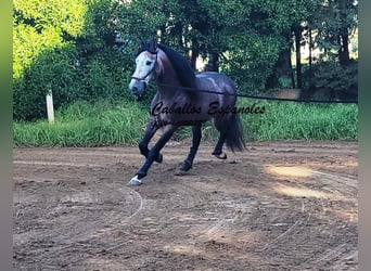 PRE, Étalon, 6 Ans, 165 cm, Gris (bai-dun)