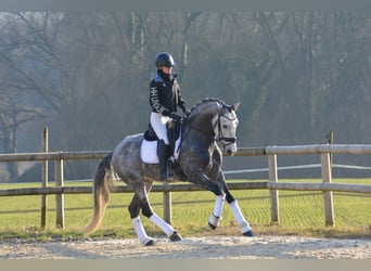 PRE Croisé, Étalon, 6 Ans, 165 cm, Gris