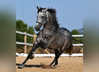 PRE Croisé, Étalon, 6 Ans, 165 cm, Gris