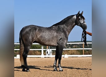 PRE Croisé, Étalon, 6 Ans, 165 cm, Gris