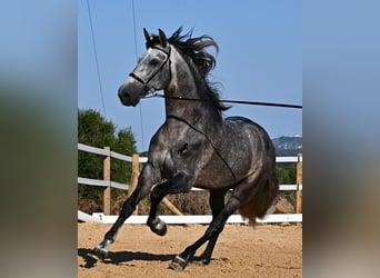 PRE Croisé, Étalon, 6 Ans, 165 cm, Gris