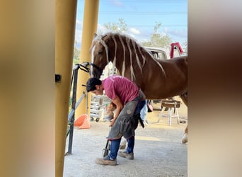 PRE, Étalon, 6 Ans, 165 cm, Palomino