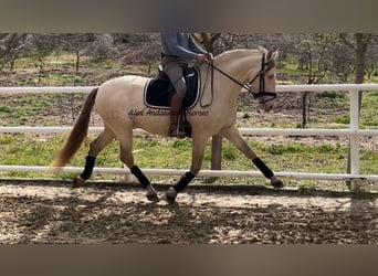 PRE Croisé, Étalon, 6 Ans, 165 cm, Perlino